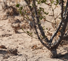 Diceroprocta eugraphica