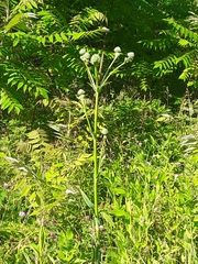 Eryngium yuccifolium