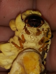 Ophiocordyceps melolonthae