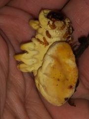 Ophiocordyceps melolonthae