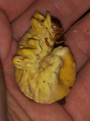 Ophiocordyceps melolonthae