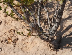 Diceroprocta eugraphica