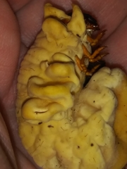Ophiocordyceps melolonthae