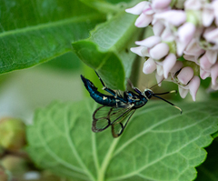 Synanthedon viburni