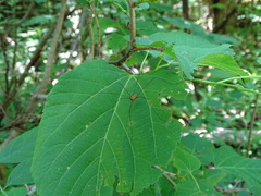 Leiobunum nigropalpi