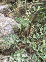 Indigofera lindheimeriana