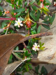 Micrantheum ericoides