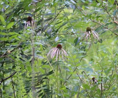 Echinacea laevigata