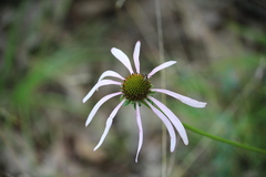 Echinacea laevigata