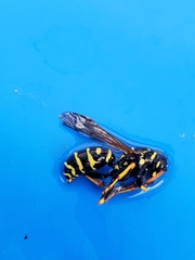 Polistes dominula