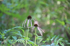 Echinacea laevigata