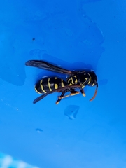 Polistes dominula