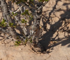 Diceroprocta eugraphica
