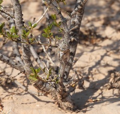 Diceroprocta eugraphica