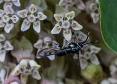 Synanthedon viburni