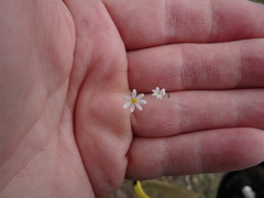 Chaetopappa asteroides