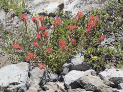 Castilleja applegatei pinetorum