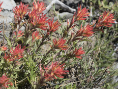 Castilleja applegatei pinetorum