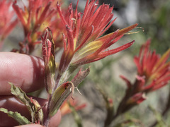 Castilleja applegatei pinetorum