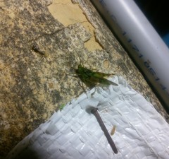 Paulinia acuminata