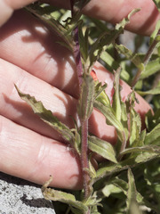 Castilleja applegatei pinetorum