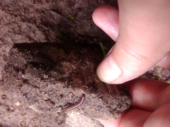 Cleidogona