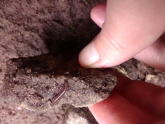 Cleidogona