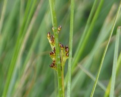 Juncus compressus