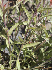 Castilleja applegatei pinetorum