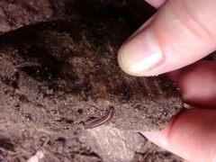 Cleidogona