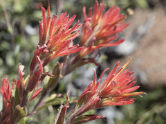 Castilleja applegatei pinetorum