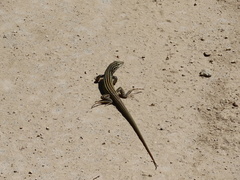 Aspidoscelis neotesselatus