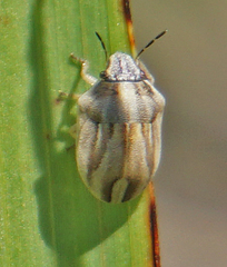 Homaemus
