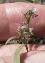 Phacelia racemosa
