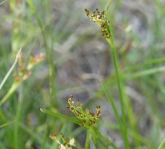 Juncus compressus