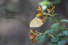 Phoebis neocypris virgo