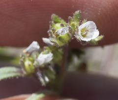 Phacelia racemosa