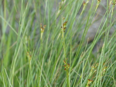 Juncus compressus