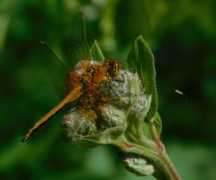 Sympetrum flaveolum