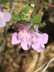 Sairocarpus vexillocalyculatus