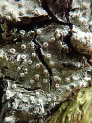 Pertusaria subambigens