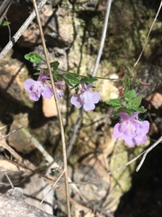 Sairocarpus vexillocalyculatus