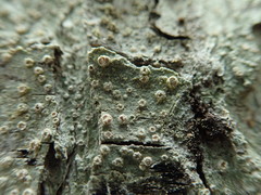 Pertusaria subambigens