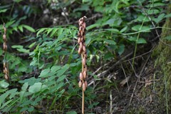 Corallorhiza maculata