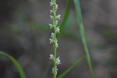 Platanthera ephemerantha