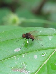 Chrysopilus proximus