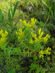 Sedum stenopetalum