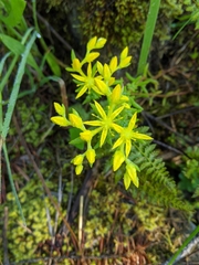 Sedum stenopetalum