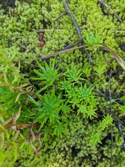 Sedum stenopetalum