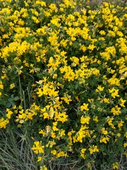 Lotus corniculatus